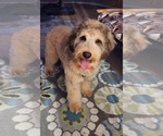 Small #1 Poodle (Standard)