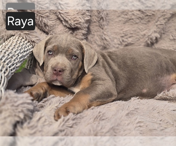 Medium Photo #4 Cane Corso Puppy For Sale in MINERAL WELLS, WV, USA