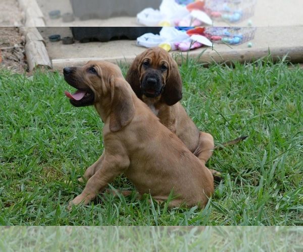 Medium Photo #28 Bloodhound Puppy For Sale in CORNING, AR, USA