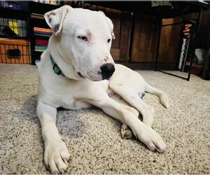 American Staffordshire Terrier-Labrador Retriever Mix Dogs for adoption in San Antonio, TX, USA