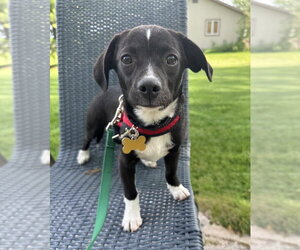Mutt Dogs for adoption in Mundelein, IL, USA