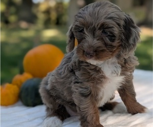 Medium Miniature Bernedoodle