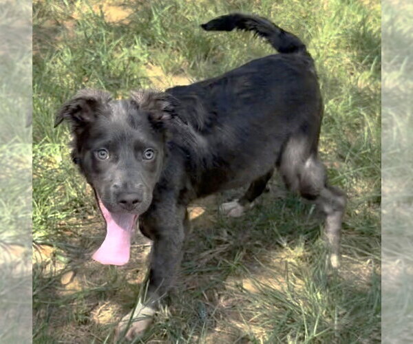 Medium Photo #4 Mutt Puppy For Sale in Wetumpka, AL, USA
