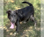 Small #3 Mutt