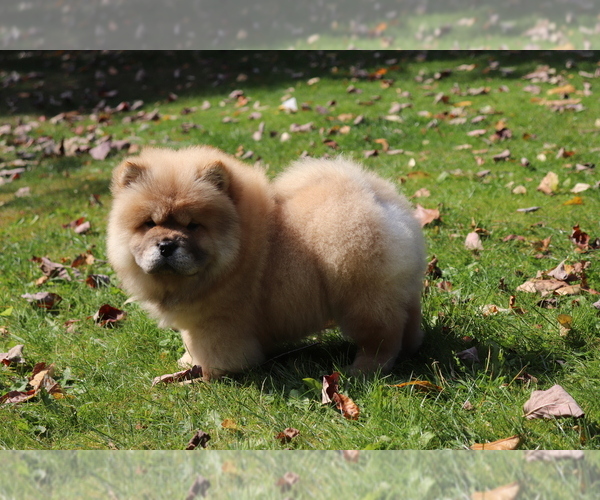Medium Photo #1 Chow Chow Puppy For Sale in AUGUSTA, MI, USA