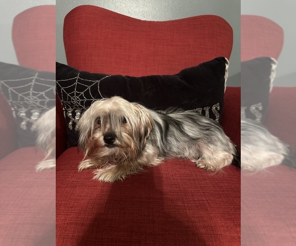 Medium Photo #1 Yorkshire Terrier Puppy For Sale in OAK PARK, MI, USA