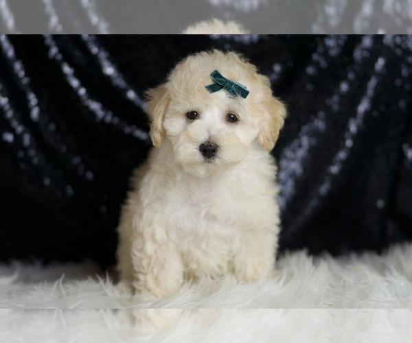 Medium Photo #2 Maltipoo Puppy For Sale in WARSAW, IN, USA