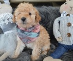Small Photo #2 Poodle (Miniature) Puppy For Sale in HONEY BROOK, PA, USA