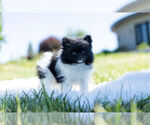 Small Photo #6 Pomeranian Puppy For Sale in WARSAW, IN, USA