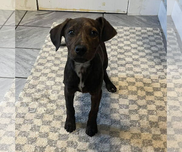Medium Photo #2 Labrador Retriever-Unknown Mix Puppy For Sale in SHERBURNE, NY, USA