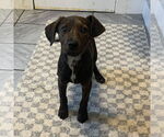 Small #1 Labrador Retriever Mix