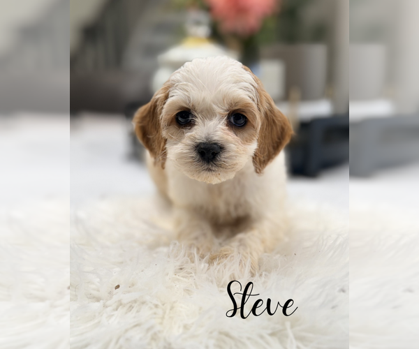 Medium Photo #4 Cavapoo (Miniature) Puppy For Sale in ADDISON, IL, USA