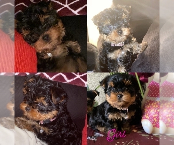 Medium Photo #1 Yorkshire Terrier Puppy For Sale in MERCED, CA, USA