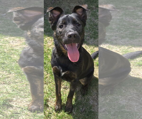 Medium Photo #5 Mountain Cur-Unknown Mix Puppy For Sale in Farmington, MN, USA