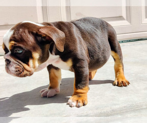 English Bulldog Puppy for Sale in LAS VEGAS, Nevada USA