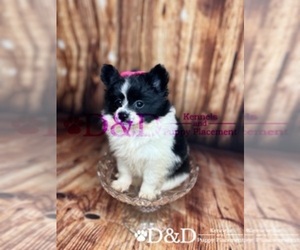 Pomeranian Puppy for sale in RIPLEY, MS, USA