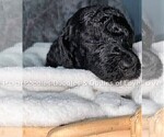 Small Photo #4 Goldendoodle Puppy For Sale in RUSKIN, FL, USA