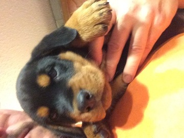 Medium Photo #1 Rottweiler Puppy For Sale in GEUDA SPRINGS, KS, USA