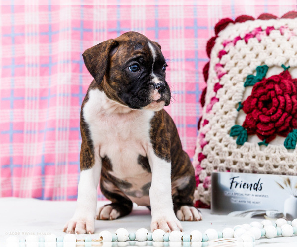 Medium Photo #9 Boxer Puppy For Sale in WAKARUSA, IN, USA