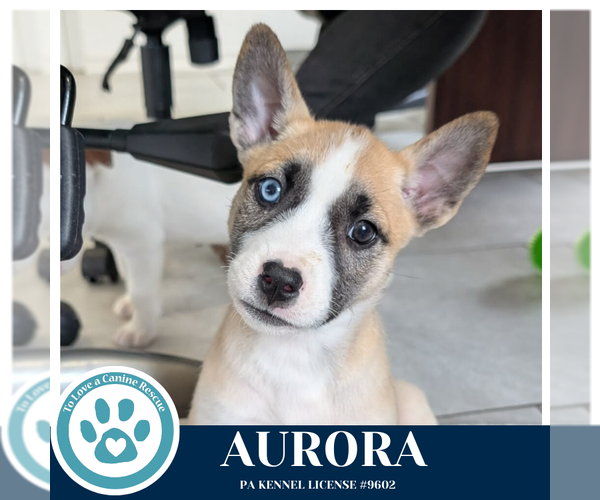 Medium Photo #2 Siberian Husky-Unknown Mix Puppy For Sale in Kimberton, PA, USA