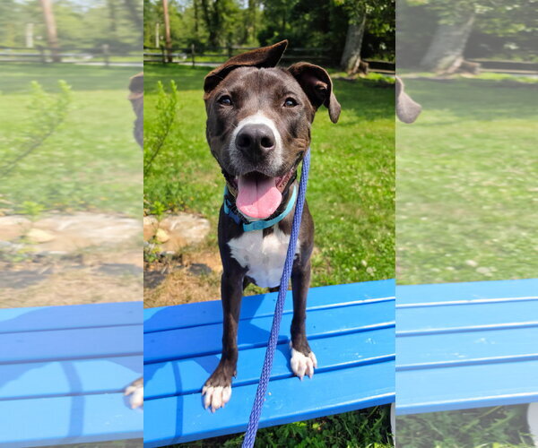 Medium Photo #2 Mutt Puppy For Sale in Rockaway, NJ, USA