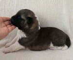 Puppy GUNNER Akita