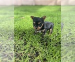 Small #2 Yorkshire Terrier