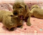 Small Photo #20 Goldendoodle Puppy For Sale in ELBERT, CO, USA
