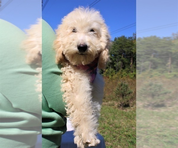 Medium Photo #20 Goldendoodle Puppy For Sale in TIMBERLAKE, NC, USA