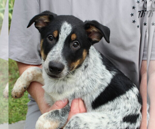 Medium Photo #1 Mutt Puppy For Sale in Prattville, AL, USA