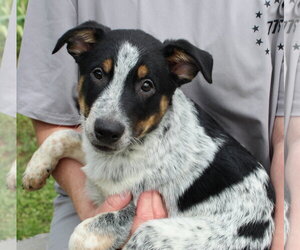 Mutt Dogs for adoption in Prattville, AL, USA