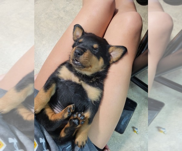 Medium Photo #4 Rottweiler Puppy For Sale in NARVON, PA, USA