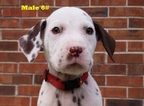 Small Photo #6 Dalmatian Puppy For Sale in ELKMONT, AL, USA