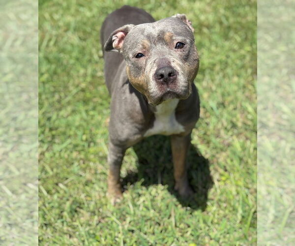 Medium Photo #3 American Staffordshire Terrier Puppy For Sale in Virginia Beach, VA, USA