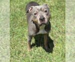 Small #2 American Staffordshire Terrier