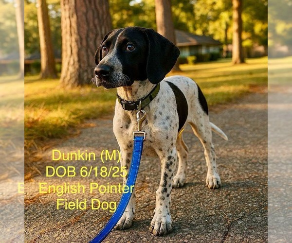 Medium Photo #1 Pointer-Unknown Mix Puppy For Sale in pomfret, CT, USA