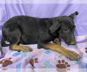 German Shepherd Dog-Unknown Mix Dogs for adoption in Modesto, CA, USA