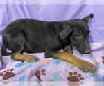 Small German Shepherd Dog Mix