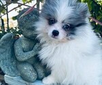 Puppy 1 Pomeranian