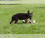 Small #1 German Shepherd Dog