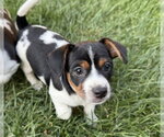 Small #2 Mutt