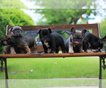 Small Photo #30 French Bulldog Puppy For Sale in CARROLLTON, TX, USA