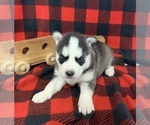 Small Photo #7 Siberian Husky Puppy For Sale in DEARBORN, MO, USA