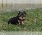 Small #1 Yorkshire Terrier