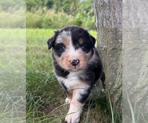 Medium Photo #2 Australian Shepherd Puppy For Sale in JEROMESVILLE, OH, USA