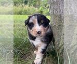 Small #1 Australian Shepherd