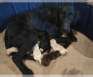 Mother of the Labrador Retriever puppies born on 04/28/2023