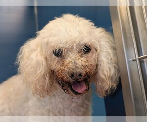 Poodle (Miniature) Dogs for adoption in Camarillo, CA, USA