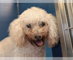 Small Poodle (Miniature)
