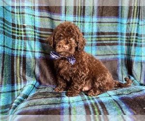 ShihPoo Puppy for sale in LAKELAND, FL, USA